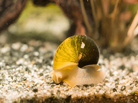 Yellow Apple Snail and aquatic ecosystem in tropical and subtropical regions