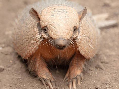 yellow armadillo and South American savanna