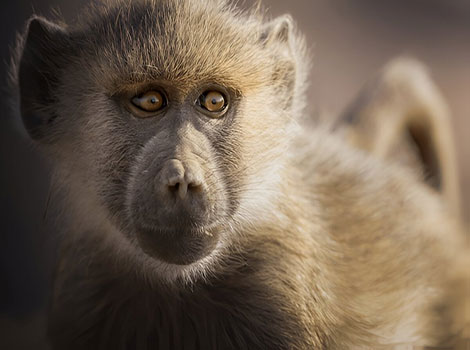 yellow baboon and African savanna primate