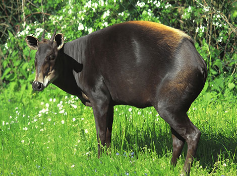 yellow-backed duiker and Central African forest