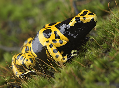 Yellow-Banded Poison Dart Frog and toxic skin secretion in rainforest habitat