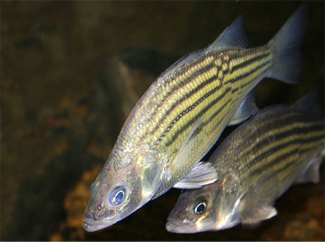 Yellow Bass and freshwater habitat of central United States