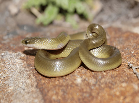 yellow-bellied house snake and adaptive hunting