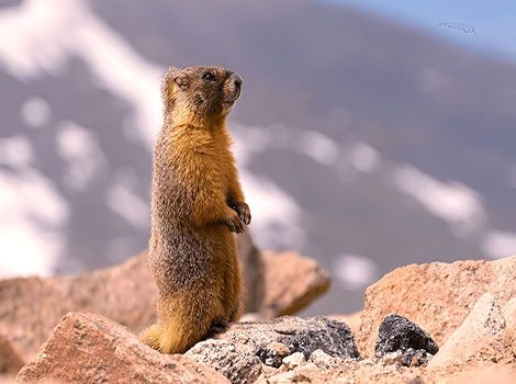 yellow-bellied marmot and mountain meadow