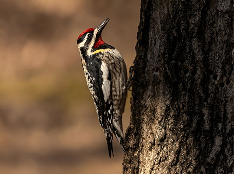 Yellow-bellied Sapsucker woodpecker feeding behavior and tree sap wells