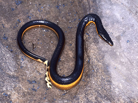 yellow-bellied sea snake and marine life diagram