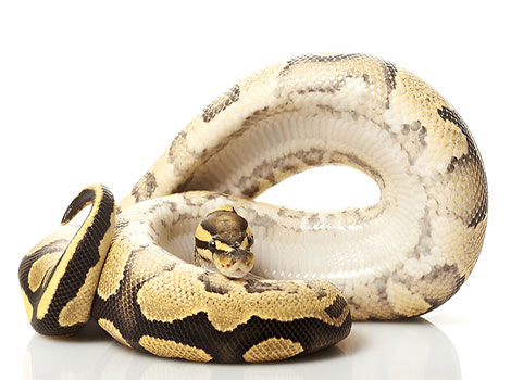 yellow belly ball python and nocturnal hunting