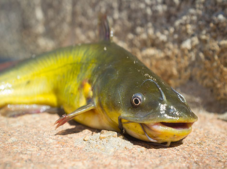 Yellow Bullhead Catfish and aquatic habitat in North America