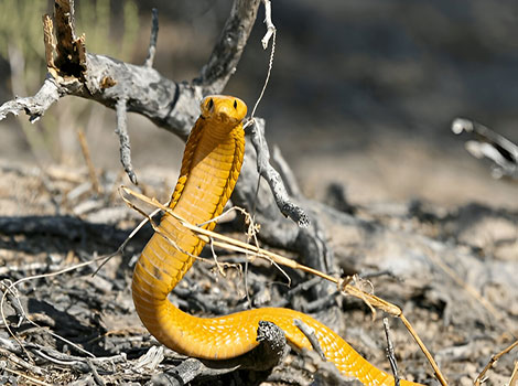 yellow cobra and venomous defense