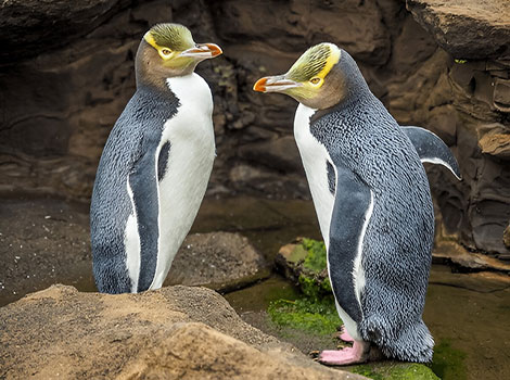 Yellow-eyed Penguin and coastal habitat of New Zealand's endangered species