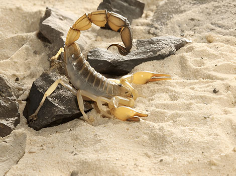 Yellow Fat-Tailed Scorpion and desert habitat in North Africa and the Middle East
