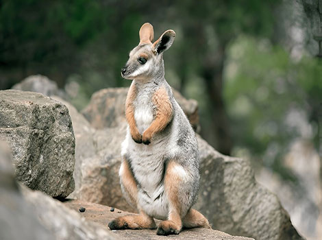 yellow-footed rock wallaby and rocky habitat