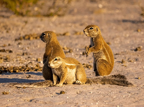 yellow ground squirrel and burrowing rodent