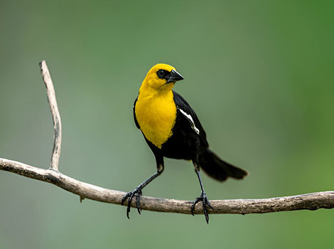 Yellow-headed Blackbird bird and vibrant yellow head