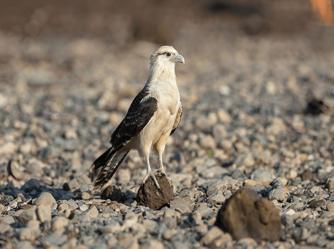 Yellow-Headed Caracara raptor bird and yellow head