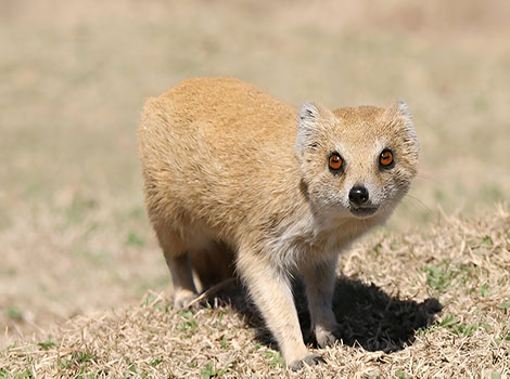 yellow mongoose and African habitat