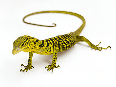 yellow monitor and territorial behavior