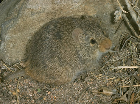 yellow-nosed cotton rat and desert habitat