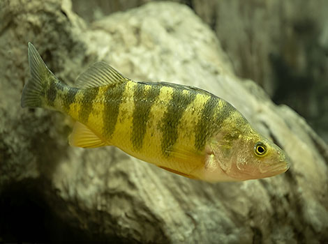 Yellow Perch and freshwater ecosystem in North America