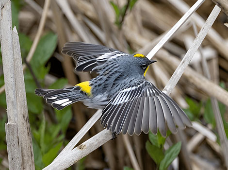 Yellow-Rumped Warbler bird and distinctive yellow rump