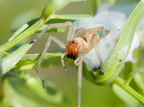 Yellow Sac Spider and nocturnal hunting in gardens and homes