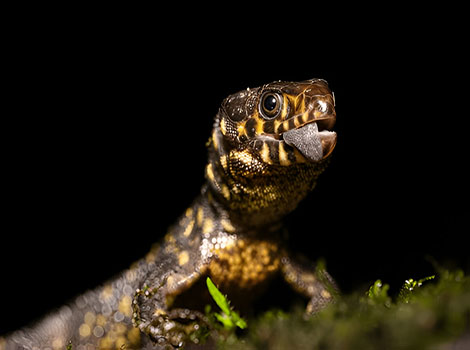 yellow spotted night lizard and nocturnal behavior