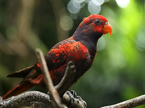 Yellow-streaked Lory and tropical forest habitat