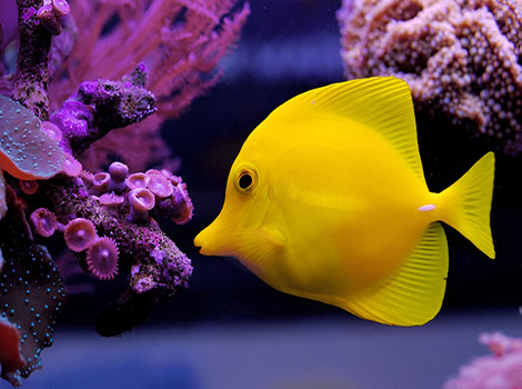 Yellow Tang and coral reef habitat in Hawaii, Pacific Ocean