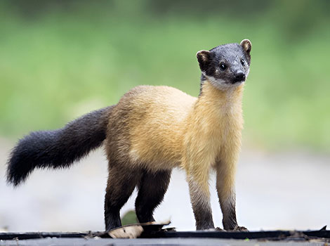 yellow-throated marten and Southeast Asian forest