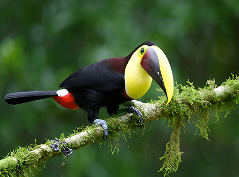 Yellow-Throated Toucan bird and vibrant oversized bill