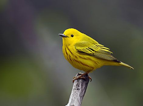 Yellow Warbler bird anatomy and bright yellow plumage
