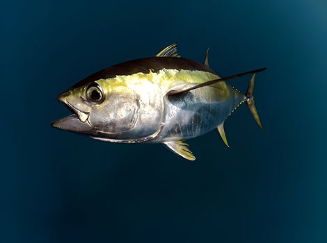 yellowfin tuna and open ocean fish
