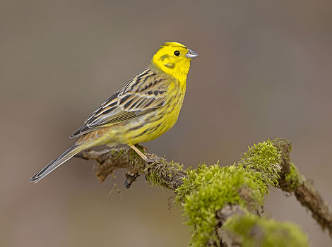 yellowhammer bird anatomy and distinctive yellow plumage