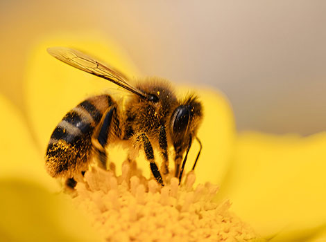 Yellowjacket and colony structure in forests and urban habitats
