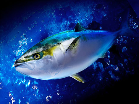 yellowtail amberjack and ocean habitat