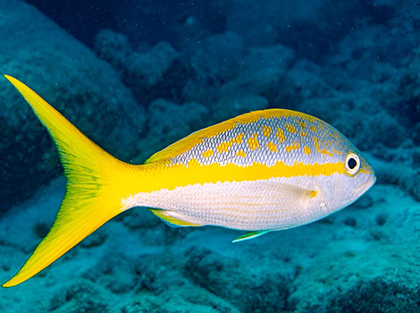 Yellowtail Snapper and coral reefs of the western Atlantic Ocean