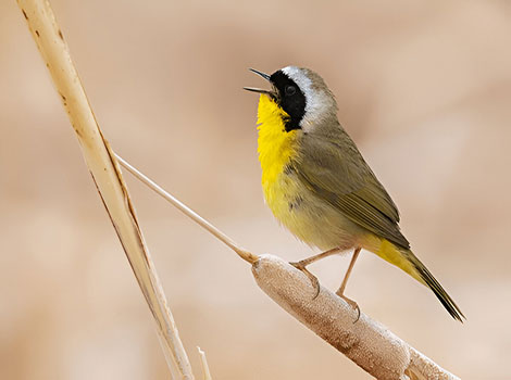 Yellowthroat bird and black mask with yellow throat