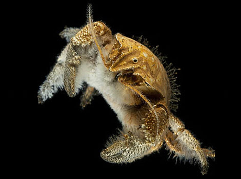 yeti crab and deep-sea hydrothermal vent