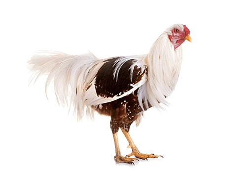 Yokohama Chicken and long tail feather characteristics of ornamental breed