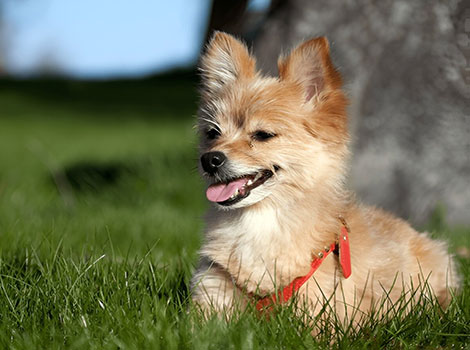 yoranian and small hybrid dog