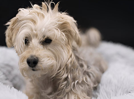 yorkie bichon and hypoallergenic small dog