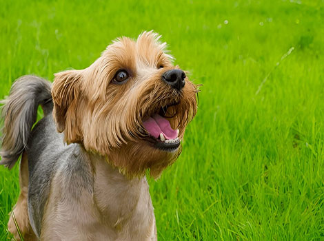 yorkshire terrier and companion animal