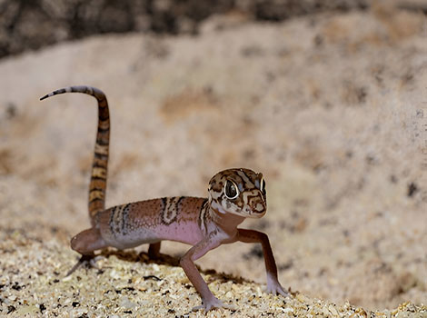 yucatan banded gecko and desert habitat