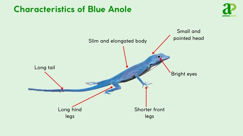 Characteristics of Blue Anole