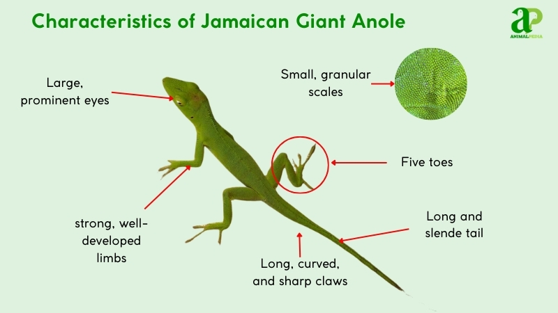 Characteristics of Jamaican Giant Anole