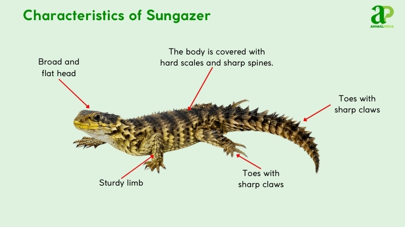 Characteristics of Sunzager