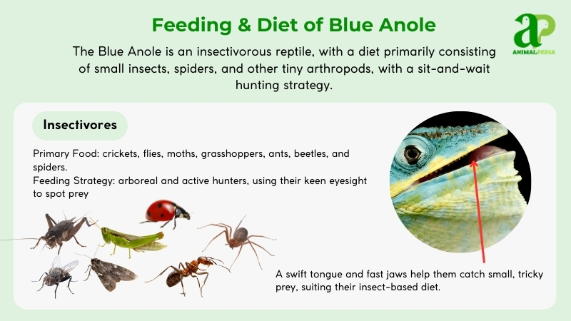 Feeding and diet of Blue Anole