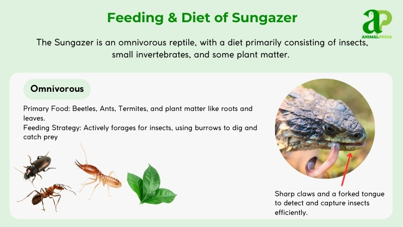 Feeding and diet of Sungazer