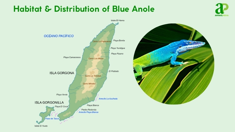 Habitat and distribution of Blue Anole