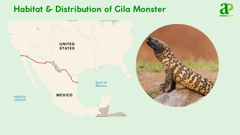 Habitat and distribution of Gila Monsters